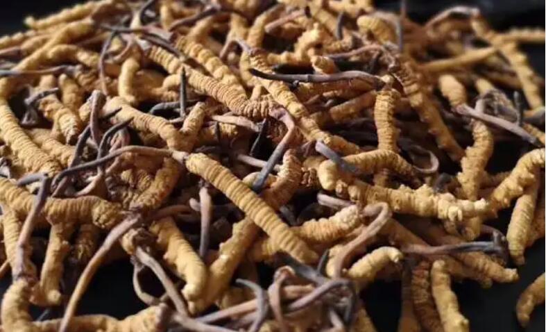 新鮮冬蟲(chóng)夏草怎么保存，鮮草怎么吃？