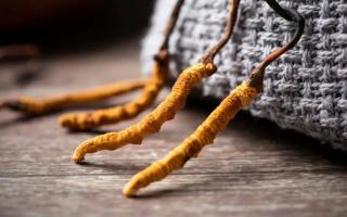 冬蟲夏草的真實作用，冬蟲夏草主要有什么成分