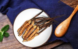 冬蟲夏草有何藥用價值，蟲草有啥子作用