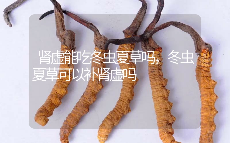 腎虛能吃冬蟲夏草嗎，冬蟲夏草可以補腎虛嗎？