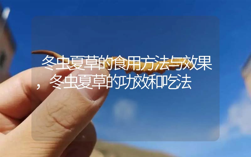 冬蟲夏草的食用方法與效果，冬蟲夏草的食用方法！