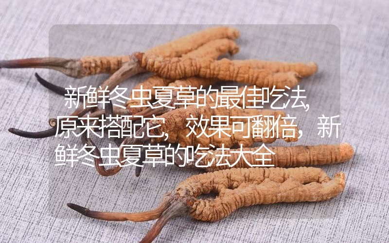 新鮮冬蟲夏草的最佳吃法,原來搭配它,效果可翻倍，新鮮冬蟲夏草的吃法大全