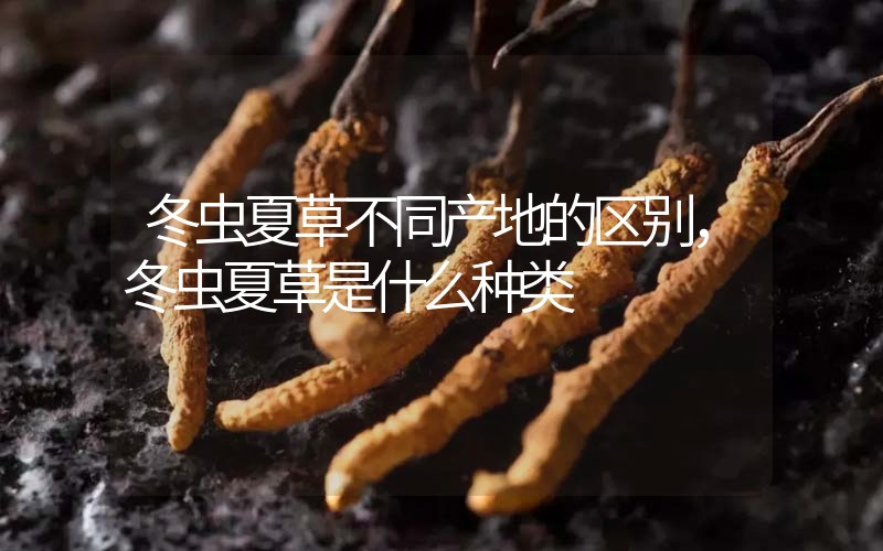 冬蟲夏草不同產(chǎn)地的區(qū)別，冬蟲夏草是什么種類
