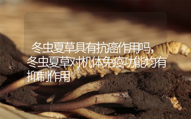 冬蟲(chóng)夏草具有抗癌作用嗎，冬蟲(chóng)夏草對(duì)機(jī)體免疫功能均有抑制作用