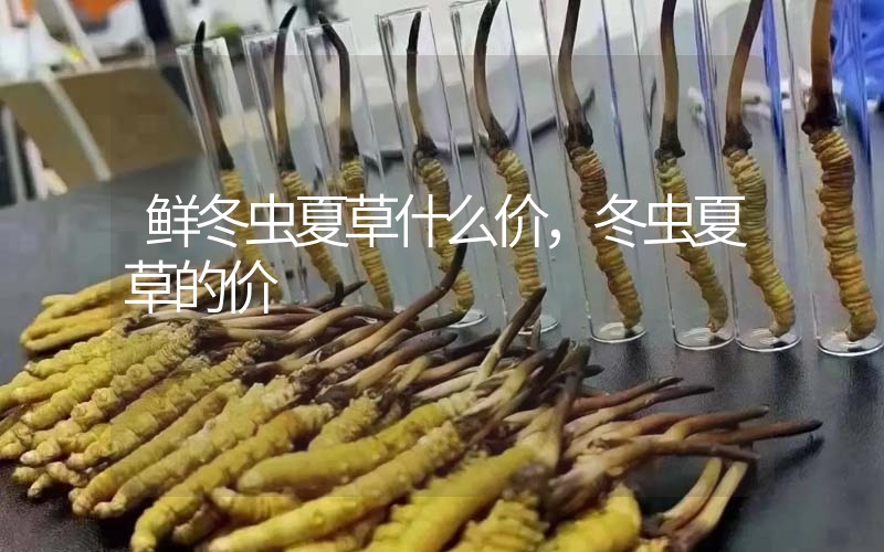 鮮冬蟲夏草什么價，冬蟲夏草的價格