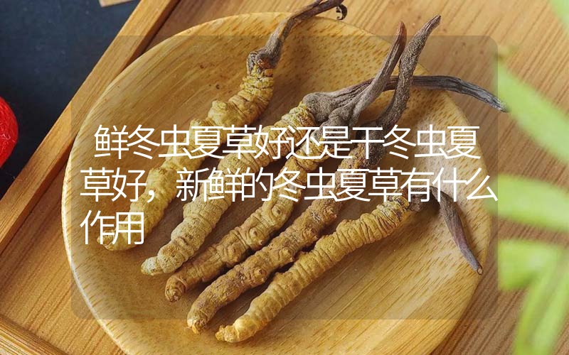 鮮冬蟲夏草好還是干冬蟲夏草好，新鮮的冬蟲夏草有什么作用