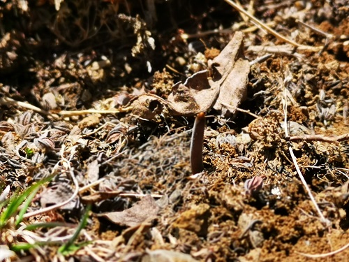 冬蟲夏草是蟲子還是草呢？它是如何生長的