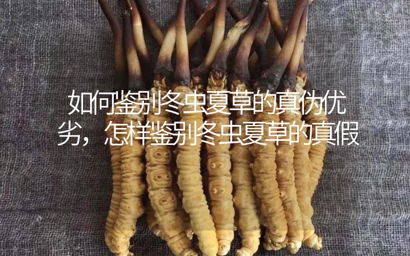 如何鑒別冬蟲夏草的真?zhèn)蝺?yōu)劣，怎樣鑒別冬蟲夏草的真假