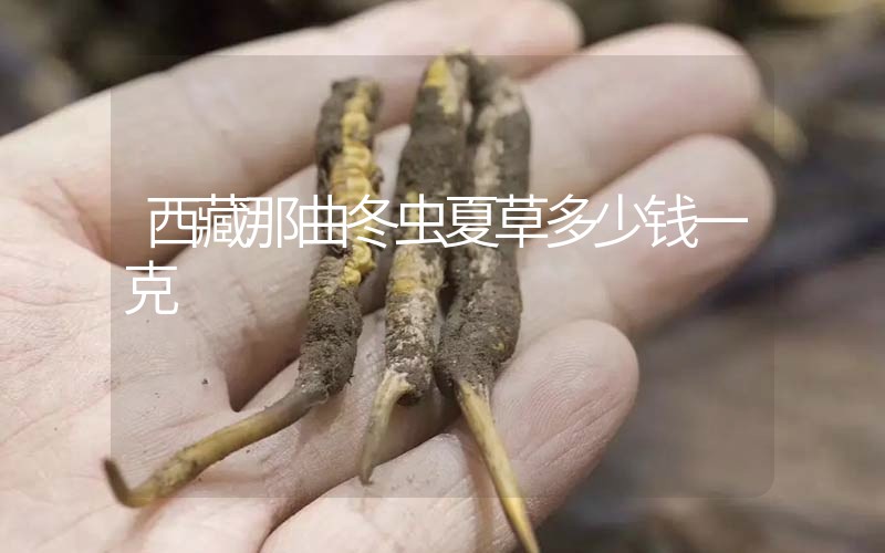 西藏那曲冬蟲夏草多少錢一克？