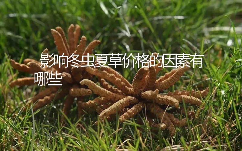 影響冬蟲夏草價(jià)格的因素有哪些？