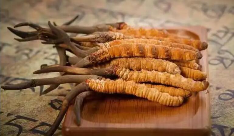 鮮蟲草和干蟲草，應(yīng)該怎么選擇？