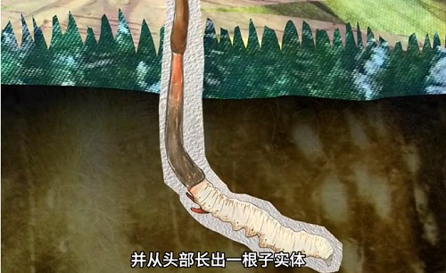 冬蟲夏草到底是蟲還是草？你猜到了嗎？