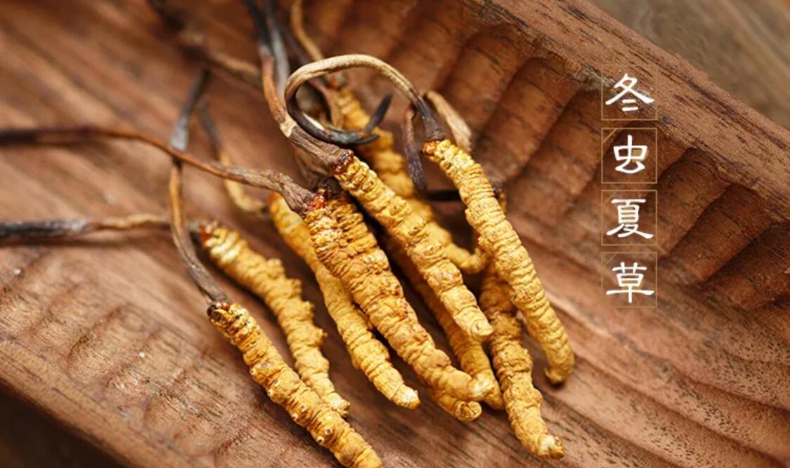 冬蟲夏草有什么藥用價值？冬蟲夏草作用與效果