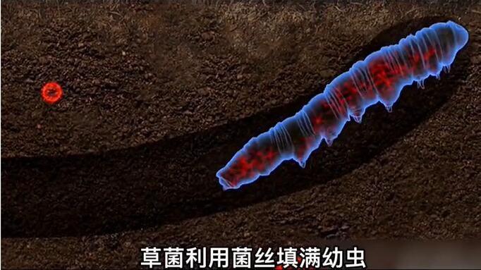 神奇的冬蟲夏草為什么能從蟲子變成草？它到底是怎么形成的呢？