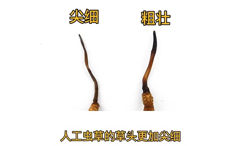 人工蟲草和野生蟲草如何分辨？人工冬蟲夏草怎么鑒別