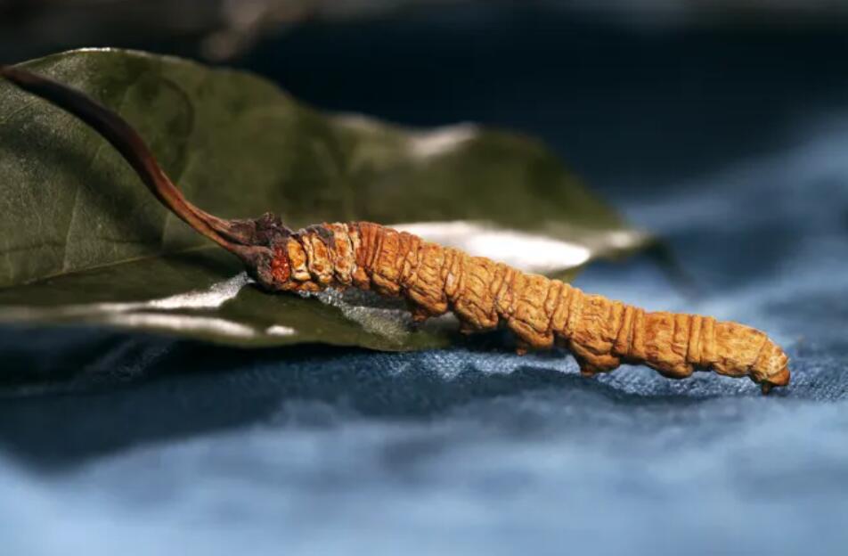 冬蟲夏草的由來，冬蟲夏草是怎么形成的？