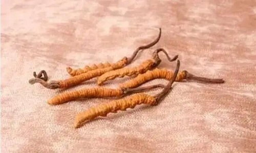 哪個(gè)產(chǎn)地的冬蟲夏草營養(yǎng)價(jià)值高,哪里的蟲草更好？