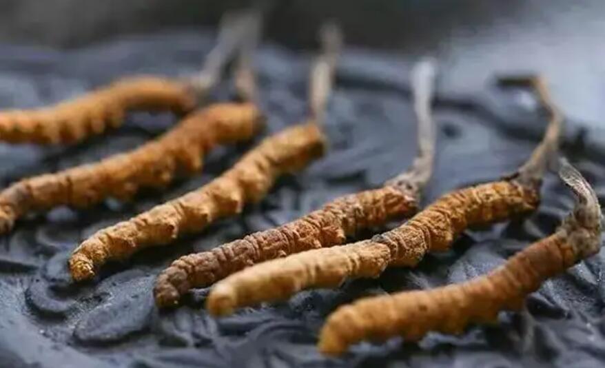 冬蟲夏草價格貴嗎？冬蟲夏草一般多少錢？