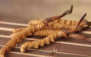 新鮮冬蟲(chóng)夏草哪里有賣(mài)？哪里可以買(mǎi)到新鮮的冬蟲(chóng)夏草？