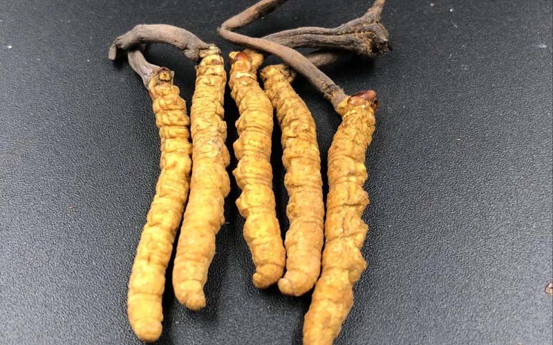 影響冬蟲夏草的價格因素有哪些？