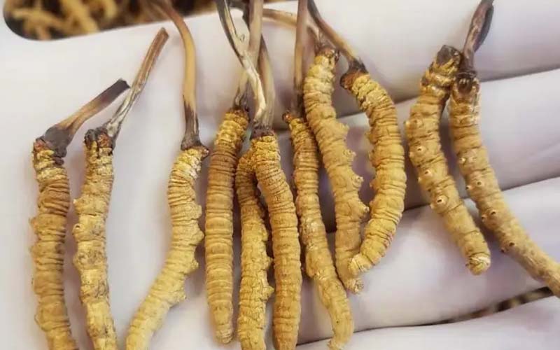 吃冬蟲(chóng)夏草會(huì)過(guò)敏嗎？冬蟲(chóng)夏草禁忌！