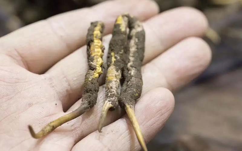 西藏那曲冬蟲夏草批發(fā)價(jià)格?那曲蟲草批發(fā)價(jià)多少錢一斤？