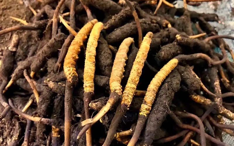 冬蟲夏草的鑒別方法有哪些？