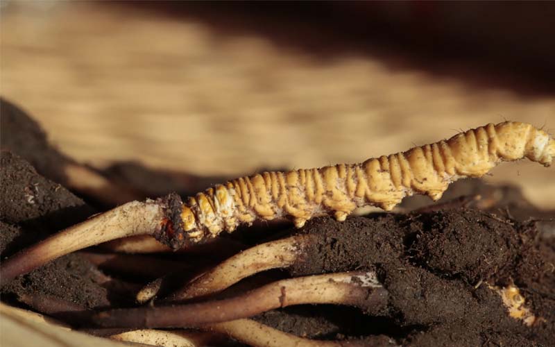冬蟲夏草食用方法有哪些推薦？蟲草怎么吃？