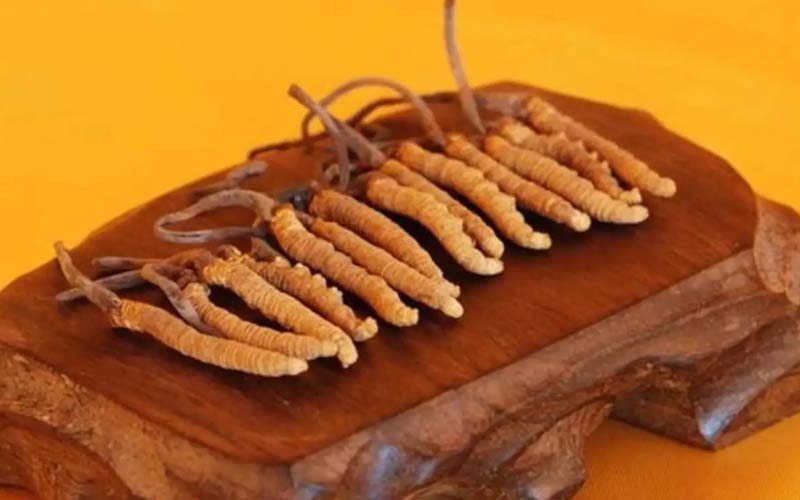 冬蟲夏草需要每天吃嗎?冬蟲夏草一天吃多少？