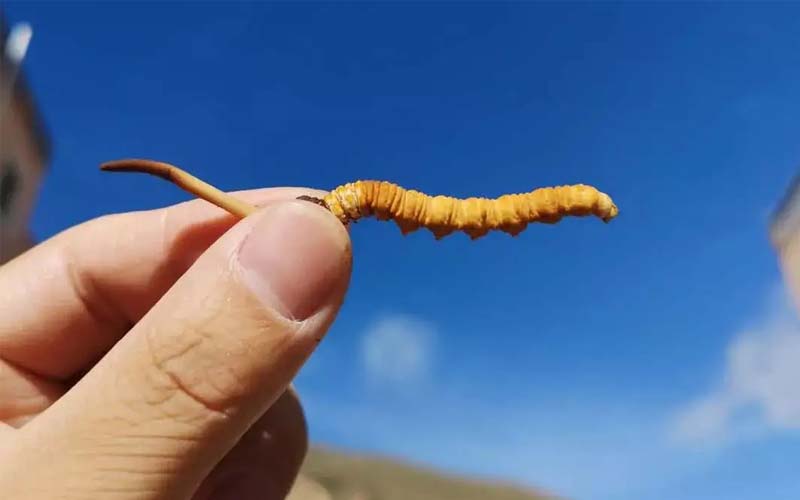 冬蟲夏草可不是人人能吃的，以下三類人不能吃冬蟲夏草