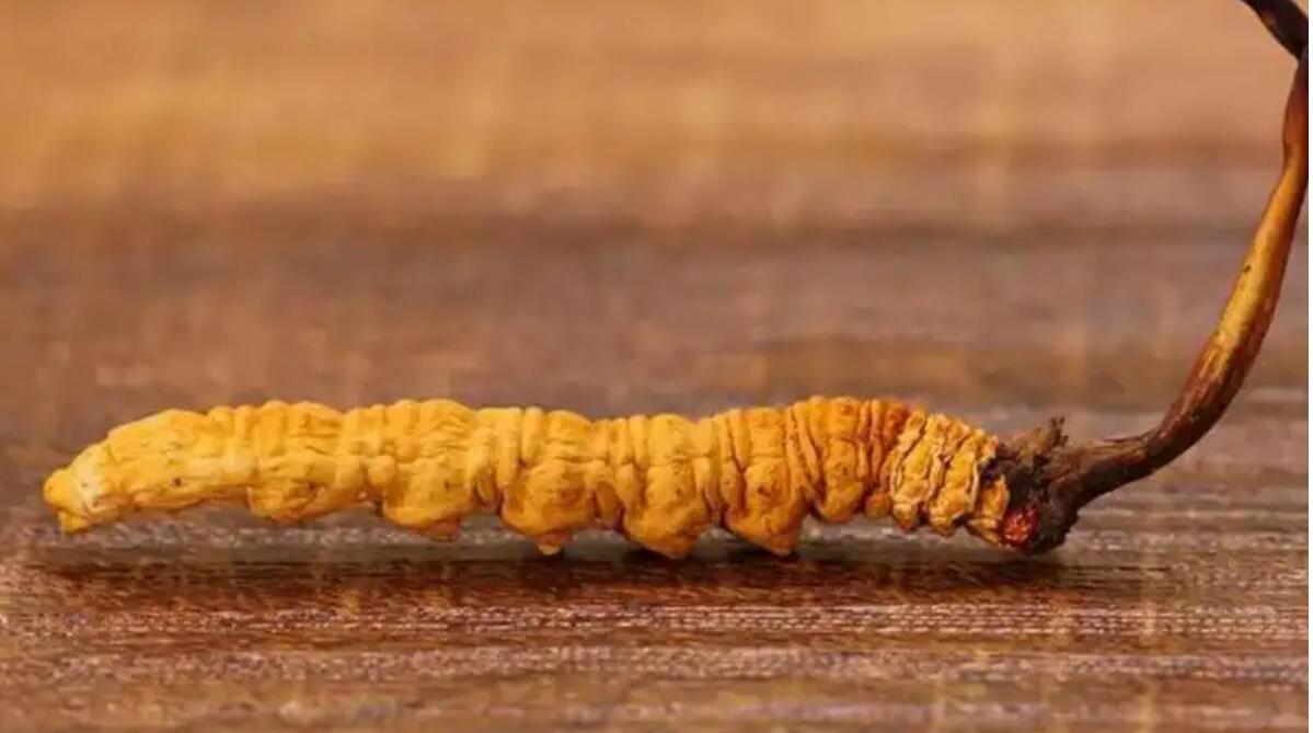 冬蟲夏草普洱茶效果好嗎？