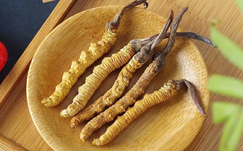 冬蟲夏草作用可以調(diào)節(jié)身體肝臟功能嗎？