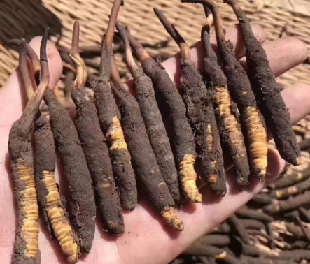 <a href=http://www.baduowang.com/xinxian/ target=_blank class=infotextkey>新<a href=http://www.baduowang.com/xinxian/ target=_blank class=infotextkey>鮮冬蟲夏草</a></a>