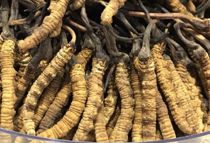 吃冬蟲夏草會出現(xiàn)過敏情況嗎？冬蟲夏草適合什么人吃？