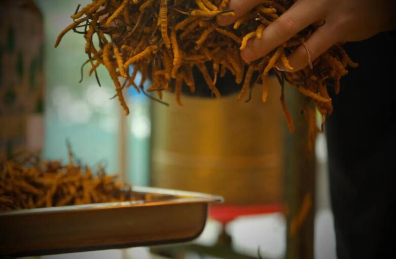 冬蟲夏草有什么作用?和大小、斷草有關(guān)系嗎?