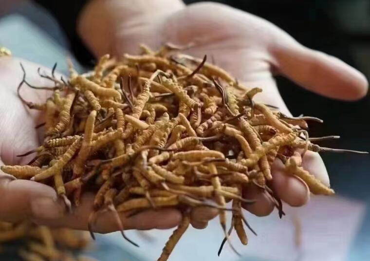 冬蟲夏草成分有哪些?新鮮冬蟲夏草哪里好？