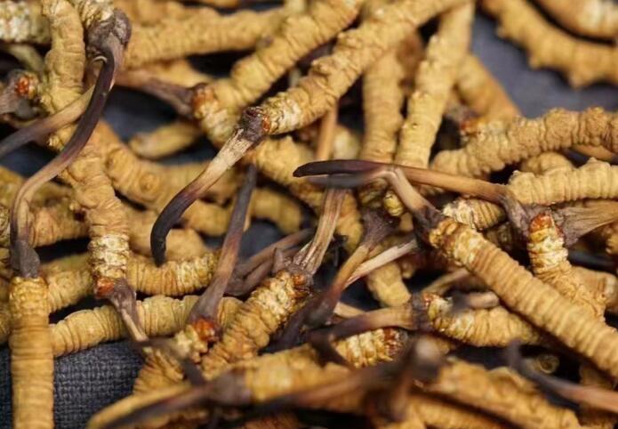 <a href=http://www.baduowang.com/ target=_blank class=infotextkey>冬蟲夏草</a>