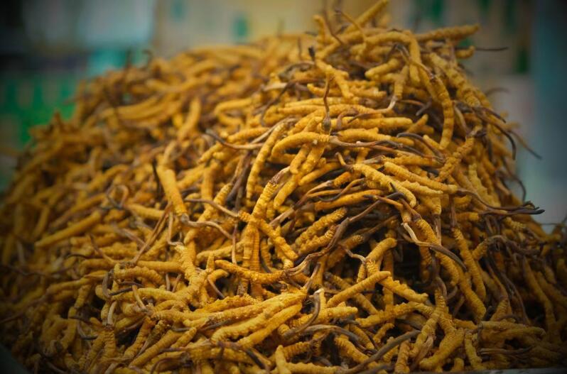 冬蟲夏草的產(chǎn)量為何一年不如一年呢？