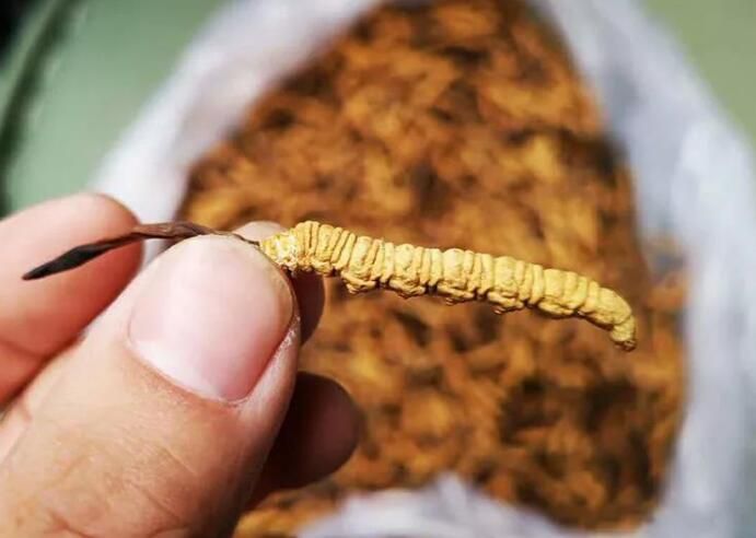 冬蟲(chóng)夏草