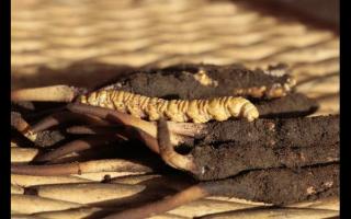 冬蟲(chóng)夏草“冬補(bǔ)三九，夏補(bǔ)三伏”