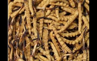 冬蟲夏草的功效與其大小關(guān)系有多大呢？