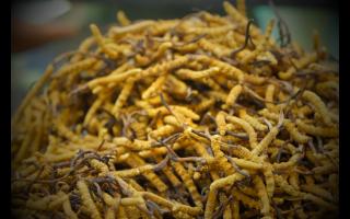 冬蟲(chóng)夏草的有效成分