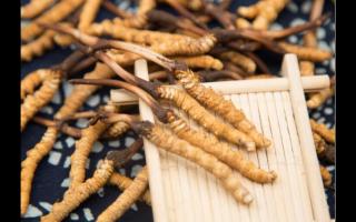 冬蟲(chóng)夏草保肺益腎的獨(dú)到之處