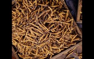 西藏那曲冬蟲夏草多少錢一克？