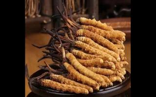 了解冬蟲夏草的種植、收割和制作過(guò)程