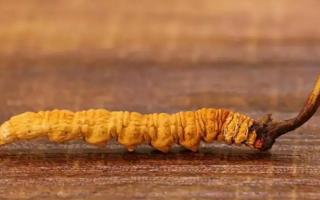別被假冒偽劣品蒙騙了！如何辨別優(yōu)質(zhì)冬蟲夏草？