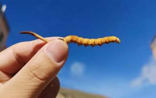 如何辨別冬蟲夏草的等級(jí)？?jī)r(jià)格是否存在差異？