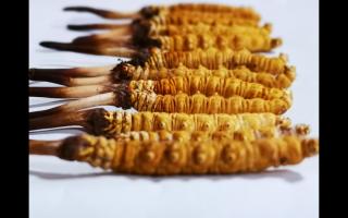 干草和新鮮冬蟲(chóng)夏草有什么本質(zhì)區(qū)別？如何分辨？