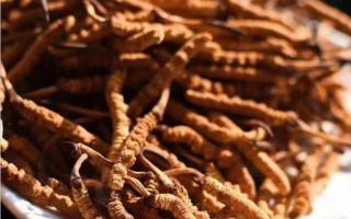 挑選冬蟲(chóng)夏草應(yīng)該注意哪些誤區(qū)？