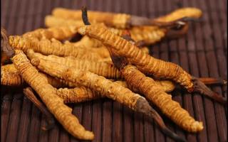 干冬蟲(chóng)夏草怎么保存才不會(huì)發(fā)霉！